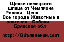 Щенки немецкого шпица от Чемпиона России › Цена ­ 50 000 - Все города Животные и растения » Собаки   . Брянская обл.